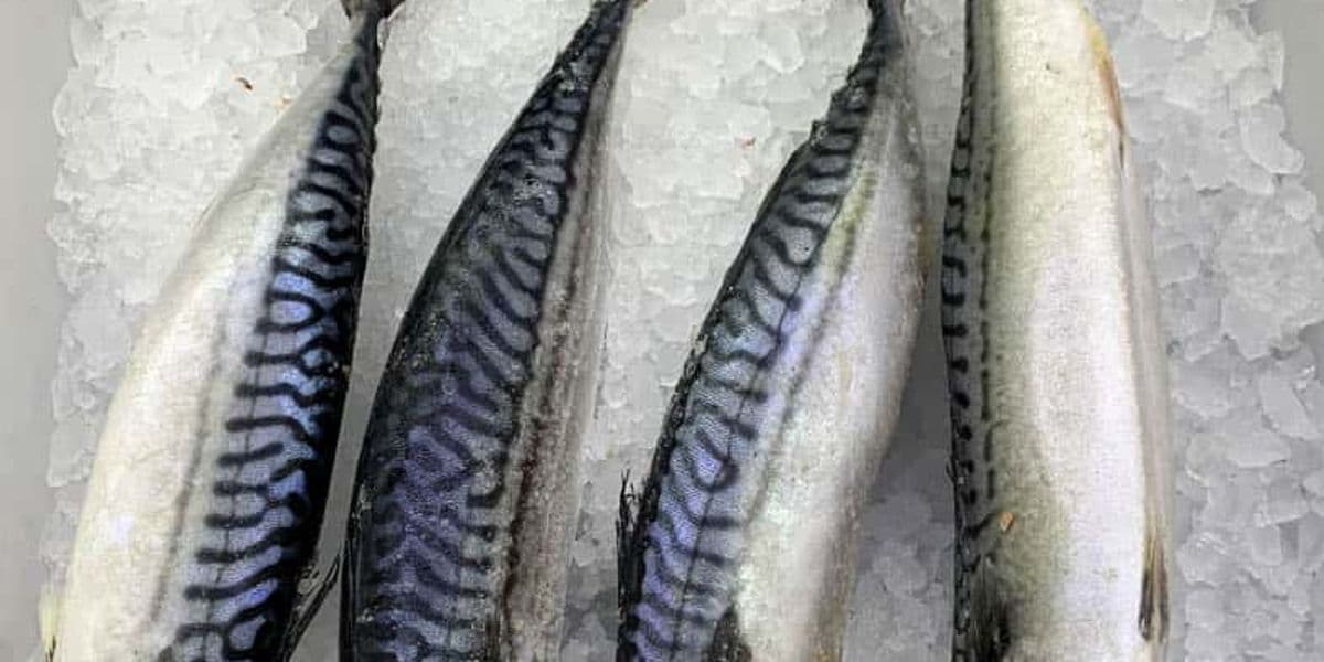Mackerel