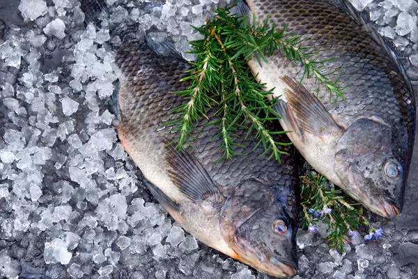 Tilapia