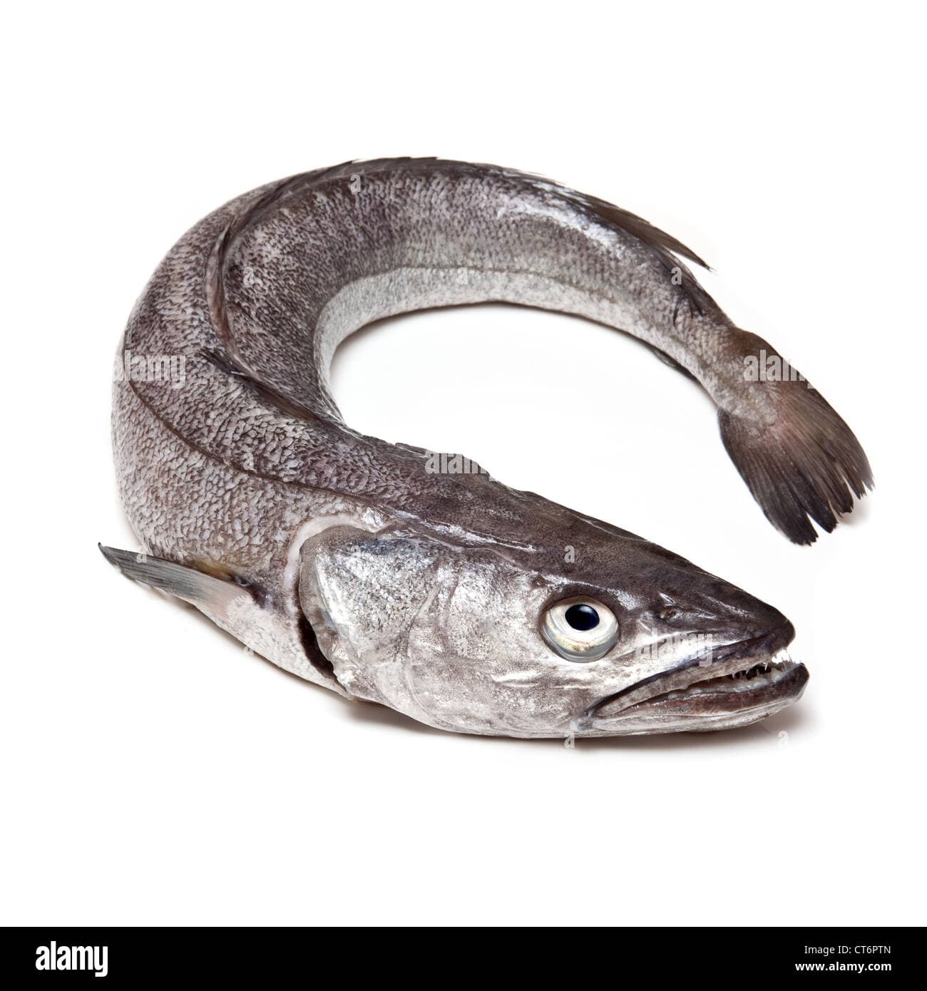 Hake Fish